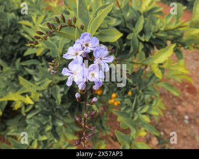 Feuillage vert, mettant en valeur le Plumbago auriculata Lam, une plante aux fleurs bleues ou blanches, largement utilisée pour les haies car très ramifiée. Banque D'Images