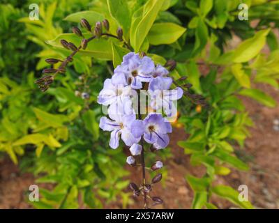 Feuillage vert, mettant en valeur le Plumbago auriculata Lam, une plante aux fleurs bleues ou blanches, largement utilisée pour les haies car très ramifiée. Banque D'Images