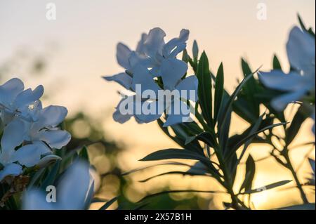 Oleander blanc pendant le coucher du soleil 1 Banque D'Images