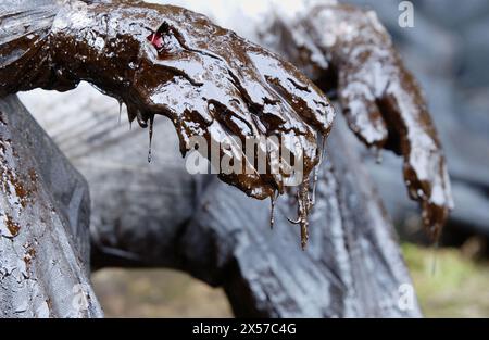 Habillés de vêtements de bénévoles pour recueillir les déversements de carburant ('chapapote") de pétrolier Prestige. Décembre 2002. La Galice. Espagne Banque D'Images