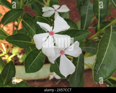 Vinca, fleur blanche avec noyau en forme d'étoile, couleur rose, feuilles vertes et, floue dans le fond, le sol de terre rouge. Banque D'Images