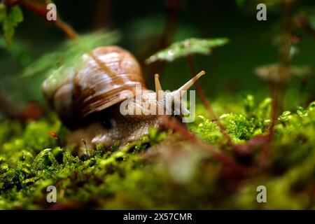 Eine Weinbergschnecke im Königsdorfer Forst. Die Weinbergschnecke ist eine gehäusetragende Landschnecke, die systematisch zu den Landlungenschnecken und hier zur Familie der Helicidae gerechnet wird. Themenbild, Symbolbild Frechen, 08.05.2024 NRW Deutschland *** Un escargot de vigne à Königsdorfer Forst L'escargot de vigne est un escargot de terre qui est systématiquement classé comme escargot de terre et ici comme membre de la famille Helicidae image thématique, image symbolique Frechen, 08 05 2024 NRW Allemagne Copyright : xChristophxHardtx Banque D'Images