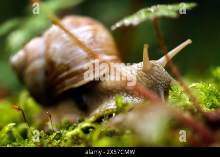 Eine Weinbergschnecke im Königsdorfer Forst. Die Weinbergschnecke ist eine gehäusetragende Landschnecke, die systematisch zu den Landlungenschnecken und hier zur Familie der Helicidae gerechnet wird. Themenbild, Symbolbild Frechen, 08.05.2024 NRW Deutschland *** Un escargot de vigne à Königsdorfer Forst L'escargot de vigne est un escargot de terre qui est systématiquement classé comme escargot de terre et ici comme membre de la famille Helicidae image thématique, image symbolique Frechen, 08 05 2024 NRW Allemagne Copyright : xChristophxHardtx Banque D'Images