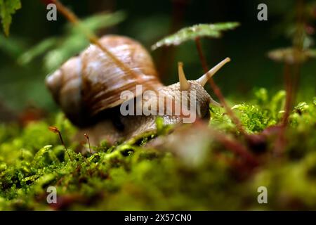 Eine Weinbergschnecke im Königsdorfer Forst. Die Weinbergschnecke ist eine gehäusetragende Landschnecke, die systematisch zu den Landlungenschnecken und hier zur Familie der Helicidae gerechnet wird. Themenbild, Symbolbild Frechen, 08.05.2024 NRW Deutschland *** Un escargot de vigne à Königsdorfer Forst L'escargot de vigne est un escargot de terre qui est systématiquement classé comme escargot de terre et ici comme membre de la famille Helicidae image thématique, image symbolique Frechen, 08 05 2024 NRW Allemagne Copyright : xChristophxHardtx Banque D'Images