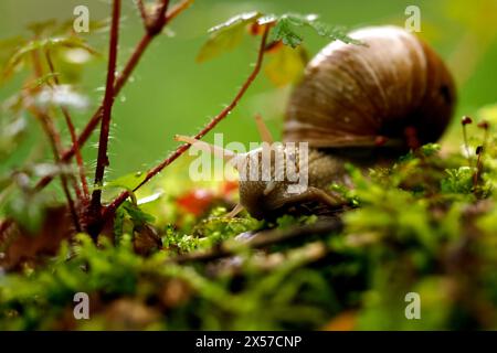 Eine Weinbergschnecke im Königsdorfer Forst. Die Weinbergschnecke ist eine gehäusetragende Landschnecke, die systematisch zu den Landlungenschnecken und hier zur Familie der Helicidae gerechnet wird. Themenbild, Symbolbild Frechen, 08.05.2024 NRW Deutschland *** Un escargot de vigne à Königsdorfer Forst L'escargot de vigne est un escargot de terre qui est systématiquement classé comme escargot de terre et ici comme membre de la famille Helicidae image thématique, image symbolique Frechen, 08 05 2024 NRW Allemagne Copyright : xChristophxHardtx Banque D'Images