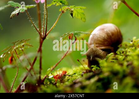 Eine Weinbergschnecke im Königsdorfer Forst. Die Weinbergschnecke ist eine gehäusetragende Landschnecke, die systematisch zu den Landlungenschnecken und hier zur Familie der Helicidae gerechnet wird. Themenbild, Symbolbild Frechen, 08.05.2024 NRW Deutschland *** Un escargot de vigne à Königsdorfer Forst L'escargot de vigne est un escargot de terre qui est systématiquement classé comme escargot de terre et ici comme membre de la famille Helicidae image thématique, image symbolique Frechen, 08 05 2024 NRW Allemagne Copyright : xChristophxHardtx Banque D'Images