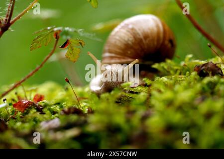 Eine Weinbergschnecke im Königsdorfer Forst. Die Weinbergschnecke ist eine gehäusetragende Landschnecke, die systematisch zu den Landlungenschnecken und hier zur Familie der Helicidae gerechnet wird. Themenbild, Symbolbild Frechen, 08.05.2024 NRW Deutschland *** Un escargot de vigne à Königsdorfer Forst L'escargot de vigne est un escargot de terre qui est systématiquement classé comme escargot de terre et ici comme membre de la famille Helicidae image thématique, image symbolique Frechen, 08 05 2024 NRW Allemagne Copyright : xChristophxHardtx Banque D'Images