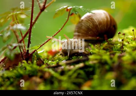 Eine Weinbergschnecke im Königsdorfer Forst. Die Weinbergschnecke ist eine gehäusetragende Landschnecke, die systematisch zu den Landlungenschnecken und hier zur Familie der Helicidae gerechnet wird. Themenbild, Symbolbild Frechen, 08.05.2024 NRW Deutschland *** Un escargot de vigne à Königsdorfer Forst L'escargot de vigne est un escargot de terre qui est systématiquement classé comme escargot de terre et ici comme membre de la famille Helicidae image thématique, image symbolique Frechen, 08 05 2024 NRW Allemagne Copyright : xChristophxHardtx Banque D'Images