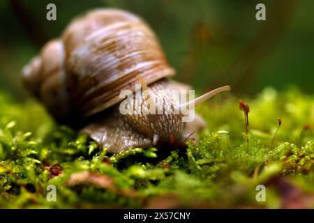 Eine Weinbergschnecke im Königsdorfer Forst. Die Weinbergschnecke ist eine gehäusetragende Landschnecke, die systematisch zu den Landlungenschnecken und hier zur Familie der Helicidae gerechnet wird. Themenbild, Symbolbild Frechen, 08.05.2024 NRW Deutschland *** Un escargot de vigne à Königsdorfer Forst L'escargot de vigne est un escargot de terre qui est systématiquement classé comme escargot de terre et ici comme membre de la famille Helicidae image thématique, image symbolique Frechen, 08 05 2024 NRW Allemagne Copyright : xChristophxHardtx Banque D'Images