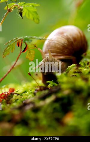 Eine Weinbergschnecke im Königsdorfer Forst. Die Weinbergschnecke ist eine gehäusetragende Landschnecke, die systematisch zu den Landlungenschnecken und hier zur Familie der Helicidae gerechnet wird. Themenbild, Symbolbild Frechen, 08.05.2024 NRW Deutschland *** Un escargot de vigne à Königsdorfer Forst L'escargot de vigne est un escargot de terre qui est systématiquement classé comme escargot de terre et ici comme membre de la famille Helicidae image thématique, image symbolique Frechen, 08 05 2024 NRW Allemagne Copyright : xChristophxHardtx Banque D'Images