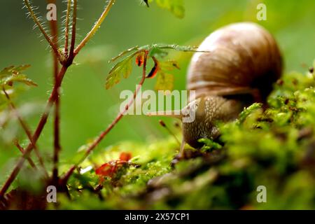 Eine Weinbergschnecke im Königsdorfer Forst. Die Weinbergschnecke ist eine gehäusetragende Landschnecke, die systematisch zu den Landlungenschnecken und hier zur Familie der Helicidae gerechnet wird. Themenbild, Symbolbild Frechen, 08.05.2024 NRW Deutschland *** Un escargot de vigne à Königsdorfer Forst L'escargot de vigne est un escargot de terre qui est systématiquement classé comme escargot de terre et ici comme membre de la famille Helicidae image thématique, image symbolique Frechen, 08 05 2024 NRW Allemagne Copyright : xChristophxHardtx Banque D'Images