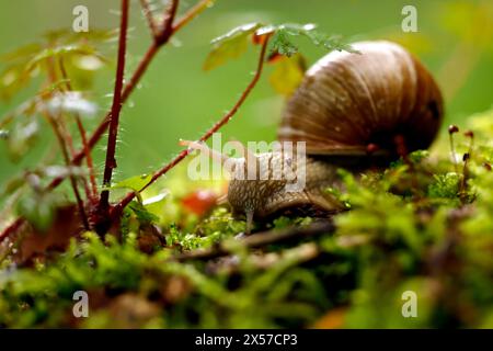 Eine Weinbergschnecke im Königsdorfer Forst. Die Weinbergschnecke ist eine gehäusetragende Landschnecke, die systematisch zu den Landlungenschnecken und hier zur Familie der Helicidae gerechnet wird. Themenbild, Symbolbild Frechen, 08.05.2024 NRW Deutschland *** Un escargot de vigne à Königsdorfer Forst L'escargot de vigne est un escargot de terre qui est systématiquement classé comme escargot de terre et ici comme membre de la famille Helicidae image thématique, image symbolique Frechen, 08 05 2024 NRW Allemagne Copyright : xChristophxHardtx Banque D'Images