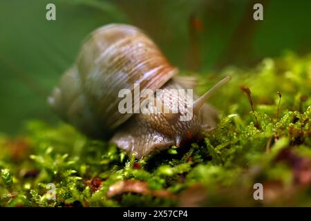 Eine Weinbergschnecke im Königsdorfer Forst. Die Weinbergschnecke ist eine gehäusetragende Landschnecke, die systematisch zu den Landlungenschnecken und hier zur Familie der Helicidae gerechnet wird. Themenbild, Symbolbild Frechen, 08.05.2024 NRW Deutschland *** Un escargot de vigne à Königsdorfer Forst L'escargot de vigne est un escargot de terre qui est systématiquement classé comme escargot de terre et ici comme membre de la famille Helicidae image thématique, image symbolique Frechen, 08 05 2024 NRW Allemagne Copyright : xChristophxHardtx Banque D'Images