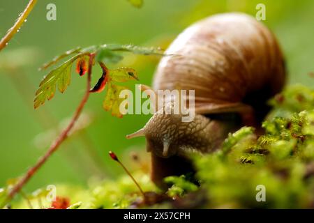 Eine Weinbergschnecke im Königsdorfer Forst. Die Weinbergschnecke ist eine gehäusetragende Landschnecke, die systematisch zu den Landlungenschnecken und hier zur Familie der Helicidae gerechnet wird. Themenbild, Symbolbild Frechen, 08.05.2024 NRW Deutschland *** Un escargot de vigne à Königsdorfer Forst L'escargot de vigne est un escargot de terre qui est systématiquement classé comme escargot de terre et ici comme membre de la famille Helicidae image thématique, image symbolique Frechen, 08 05 2024 NRW Allemagne Copyright : xChristophxHardtx Banque D'Images