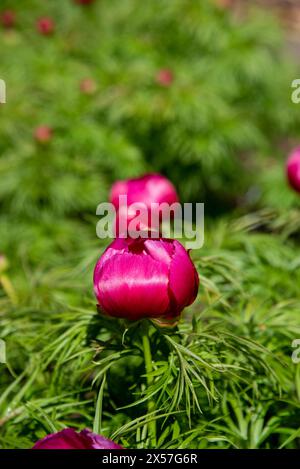 Pivoine rouge, paeonia tenuifolia fleurissent dans le jardin par une journée ensoleillée Banque D'Images