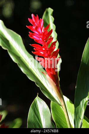 Gingembre rouge, Alpinia purpurata, Zingiberaceae. Aussi appelé Plume d'autruche et gingembre rose de cône. Manuel Antonio, Costa Rica, Amérique centrale. Banque D'Images