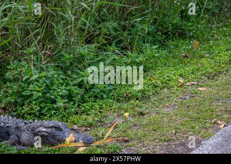 Alligator américain assis le long d'un sentier depuis le Royal Palm Visitor Center le long de l'Anhinga Trail dans le parc national des Everglades Banque D'Images