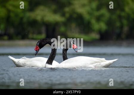 Une paire de cygnes à cou noir (Cygnus melancoryphus) sur un lac dans un parc de Buenos Aires, Argentine Banque D'Images