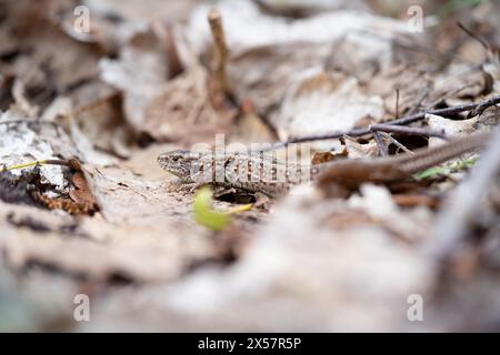 Lézard de sable (Lacerta agilis), animal femelle bien camouflé et caché dans le feuillage, réserve naturelle de Wahner Heide, Rhénanie du Nord-Westphalie, Allemagne Banque D'Images