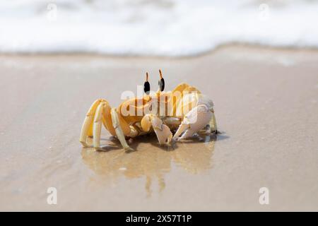 Crabe fantôme aux yeux cornes (Ocypode brevicornis) à Marari Beach ou Beach, Mararikulam, district d'Alappuzha, Kerala, Inde Banque D'Images