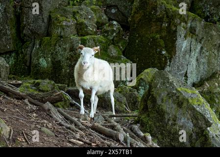 Moutons, moutons domestiques blancs (Ovis gmelini aries) avec corne sur roches de basalte volcanique, basanite, sommet de la montagne Hoherodskopf, volcan tertiaire Banque D'Images