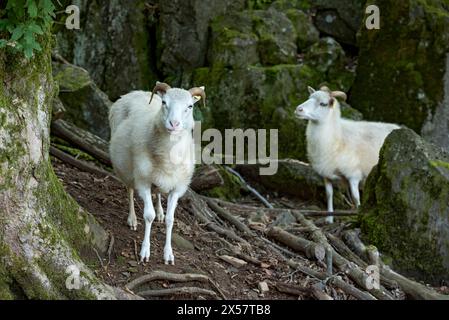Moutons, moutons domestiques blancs (Ovis gmelini aries) avec corne sur roches de basalte volcanique, basanite, sommet de la montagne Hoherodskopf, volcan tertiaire Banque D'Images