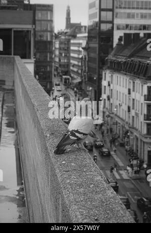 gros plan sur le mur de deux pigeons au sommet du bâtiment de la ville Banque D'Images