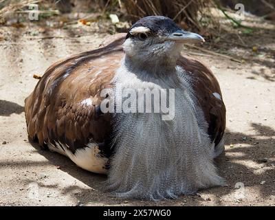 Merveilleuse et majestueuse outarde australienne au plumage remarquable. Banque D'Images