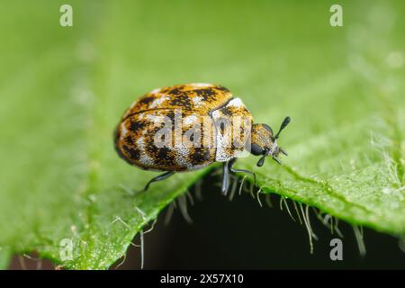 Coléoptère des tapis varié (Anthrenus verbasci) Banque D'Images