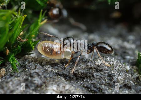 Un ouvrier de fourmi de glands (Temnothorax longispinosus) déplace une larve près de son nid. Banque D'Images