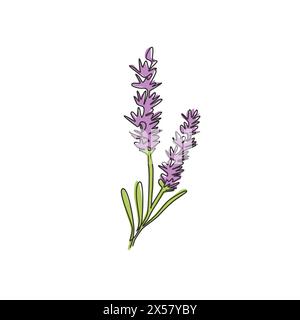 Une ligne continue dessinant Beauty Fresh lavandula pour décoration murale à la maison impression d'affiches d'art. Concept de fleur de lavande décorative imprimable pour parc vert. Illustration de Vecteur