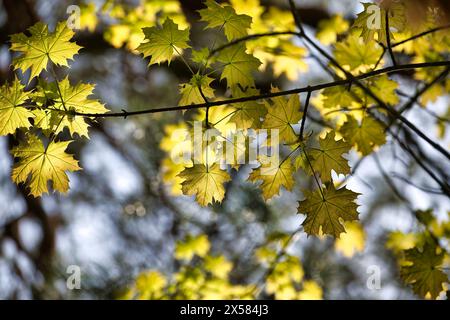 Branche d'arbre avec des feuilles jaunes vertes accentuées par la lumière qui brille à travers, placée sur un fond de ciel bleu légèrement flou Banque D'Images