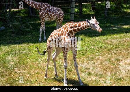 Une jeune girafe réticulée se tient dans son enclos au zoo pour enfants de Fort Wayne, Indiana, États-Unis. Banque D'Images