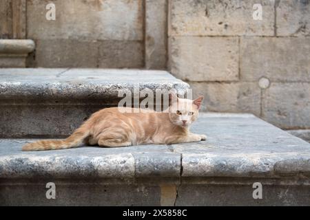 Un chat tabby allongé sur la marche de pierre, dans la vieille ville de Dubrovnik, Croatie. Banque D'Images