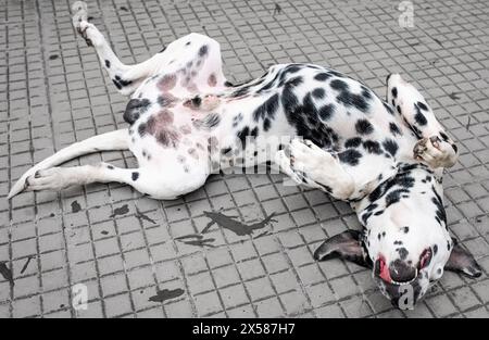 Mignon chien dalmatien est allongé sur le sol, dalmatien dormant. Chien pointillé. Chien mignon dans son sommeil profond, allongé sur son dos en plein air Banque D'Images