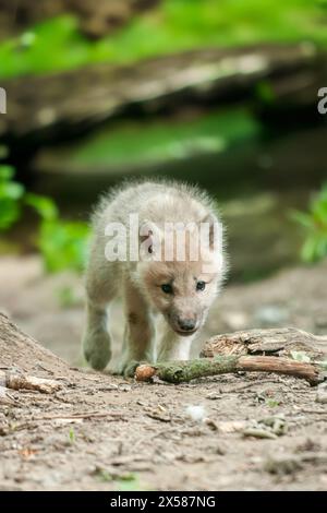 Un loup juvénile se promène tranquillement le long d'un chemin rural poussiéreux. Sa fourrure grise se fond dans les environs en explorant le terrain avec curiosité. T Banque D'Images
