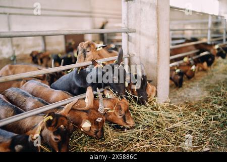 Les Goatlings mangent du foin derrière une clôture dans un paddock sur une ferme, se poussant les uns les autres Banque D'Images