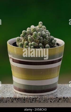 Cette charmante photographie capture un cactus mammillaria solitaire niché dans un pot sur un fond vert naturel luxuriant. Banque D'Images