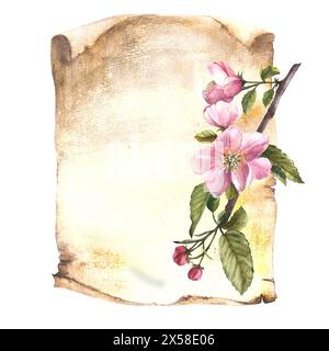 Branche d'un arbre de fleur de printemps de pomme contre une vieille feuille de papier. Fleurs et bourgeons, plante à floraison printanière. Clipart botanique dessiné à la main pour Banque D'Images