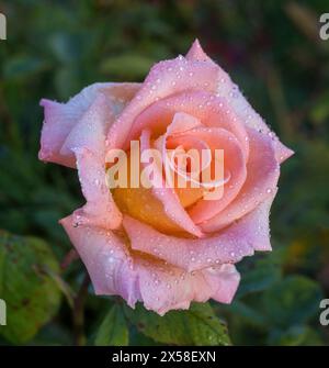 Rose à thé hybride 'Summer Dream 1986' en fleurs. Banque D'Images