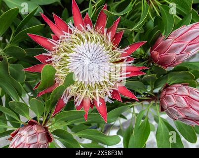 Plante Protea cynaroides avec fleur. Est la fleur nationale de l'Afrique du Sud. Banque D'Images