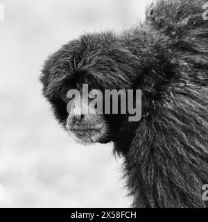 Portrait monochrome d'un singe siamang qui regarde au loin. Banque D'Images