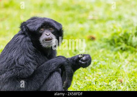 Gros plan d'un singe siamang adulte se nourrissant sur de longues herbes. Banque D'Images