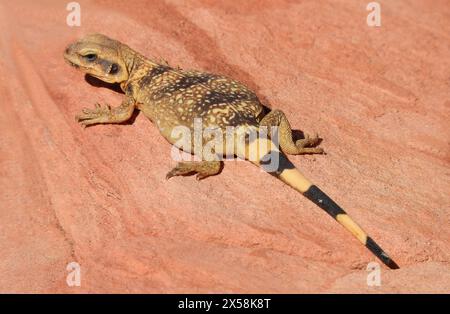 gros plan sur un lézard chuckwalla rayé sur le grès rouge du parc d'état de la vallée de feu près d'overton, nevada Banque D'Images