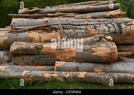 Grande pile de bois de hêtre dans la forêt, l'industrie de l'abattage des arbres Banque D'Images