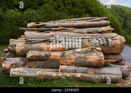 Grande pile de bois de hêtre dans la forêt, l'industrie de l'abattage des arbres Banque D'Images