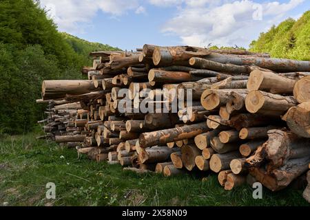 Grande pile de bois de hêtre dans la forêt, l'industrie de l'abattage des arbres Banque D'Images