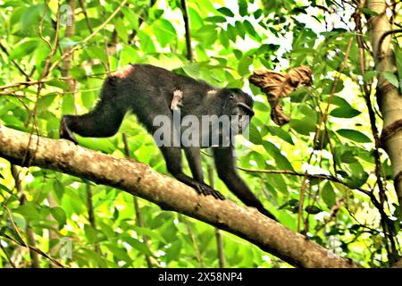 Une femelle macaque à crête noire (Macaca nigra) porte un bébé, alors qu'elle se déplace sur une branche d'arbre dans la forêt de Tangkoko, Sulawesi du Nord, Indonésie. Le changement climatique est l’un des principaux facteurs affectant la biodiversité dans le monde à un rythme alarmant, selon une équipe de scientifiques dirigée par Antonio Acini Vasquez-Aguilar dans son article de mars 2024 sur environ Monit Assess. L’Union internationale pour la conservation de la nature (UICN) affirme également que la hausse des températures a entraîné des changements écologiques, comportementaux et physiologiques dans les espèces sauvages et la biodiversité. Actuellement, environ un quart des... Banque D'Images