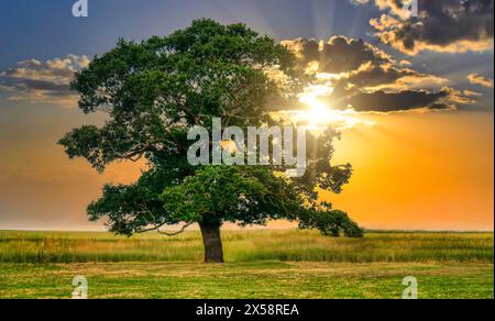 arbre solitaire sur une prairie, coucher de soleil lumière orange sur un ciel bleu avec des nuages Banque D'Images