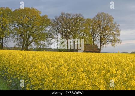 26.04.2024 Rapsfeld Deutschland/ Niedersachsen/ Landkreis Gifhorn/ BEI Ohrdorf/ Am Morgen/ Rapsfeld/ im Hintergrund eine Baumgruppe und ein alter Schuppen *** 26 04 2024 champ de colza Allemagne basse-Saxe District de Gifhorn près d'Ohrdorf dans le champ de colza matinal en arrière-plan un groupe d'arbres et un ancien hangar Banque D'Images